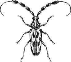 escarabajo de cuernos largos o lophonocerus barbicornus, ilustración vintage. vector