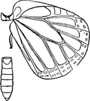 metatórax de mariposa monarca, ilustración vintage. vector
