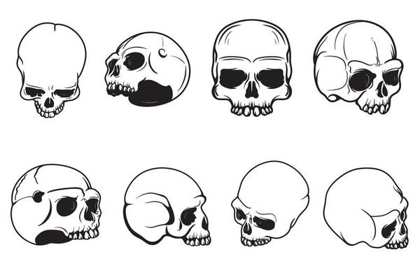 Set of skull drawings of human skull Vector