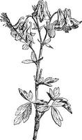 Aquilegia vintage illustration. vector