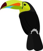 pájaro tucán, ilustración, vector sobre fondo blanco