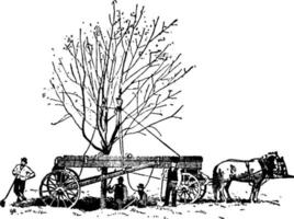 Tree relocation vintage illustration. vector