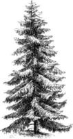 picea excelsa ilustración vintage. vector