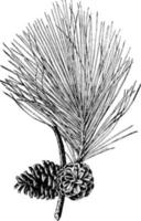 pino de hoja corta pinus echinata mill. rama de tamaño natural con conos abiertos ilustración vintage vector