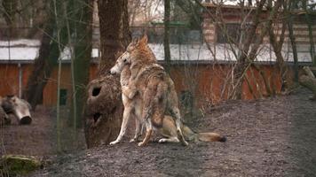 Zwei schöne Wölfe spielen hinter Gittern im Zoo. Wolf. Raubtiere. hochwertige 4k-Aufnahmen video