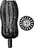 Fossil Encrinite, vintage illustration. vector