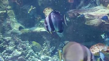 bellissimo pesce nuotare nel il acquario. marino vita, subacqueo mondo video