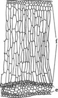 Codonanthe Leaf Tissues vintage illustration. vector