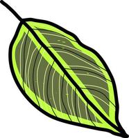 Green leaf, illustration, vector on white background.