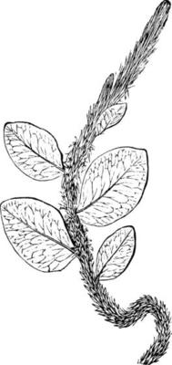 Polypodium Vacciniifolium vintage illustration.