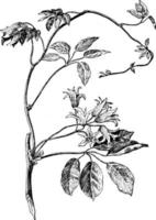 stauntonia hexaphylla ilustración vintage. vector