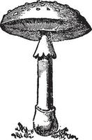 Adult Amanita vintage illustration. vector