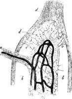 sustancia medular de una glándula mesentérica de una ilustración vintage de buey. vector