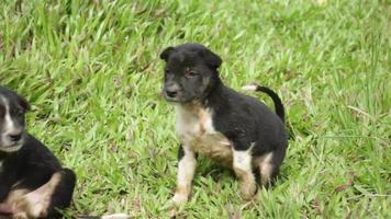 mignon chiot noir jouant dans le parc video