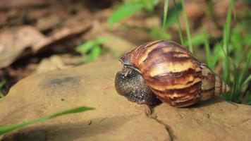 lasso di tempo video di un' lumaca a piedi su un' roccia