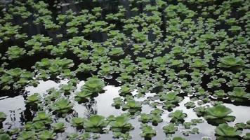 the surface of the water that is overgrown with Pistia which is a genus of aquatic plants in arum. video