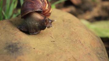 un caracol caminando sobre una roca video