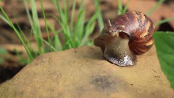 a snail walking on a rock