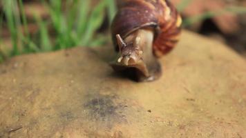 timelapse video of a snail walking on a rock