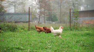 los pollos domésticos caminan en el patio trasero de una casa rural y picotean la hierba verde. video