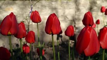 Rote Tulpen Nahaufnahme auf dem Hintergrund einer Steinmauer, die von der Sonne beleuchtet wird. video