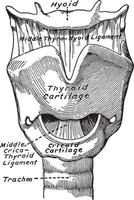 cartílago de la laringe, ilustración vintage. vector
