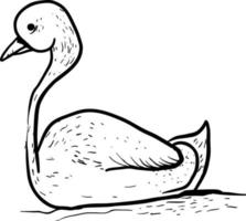 Drawing of swan, illustration, vector on white background.