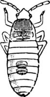 Chinch bug, vintage illustration. vector