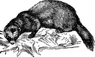 Polecat or Mustelinae, vintage illustration. vector