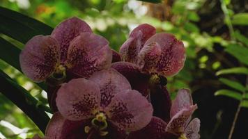 Wunderschöner Stängel aus lebendigen, tigerfarbenen Orchideenblüten video