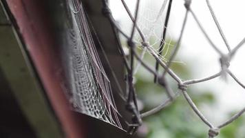 vue rapprochée de la toile d'araignée recouverte de gouttes d'humidité. panier de basket. video