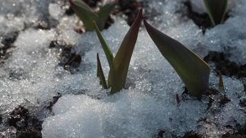 Zeitrafferaufnahme von schmelzendem Schnee zwischen Sprossen, Blättern von Tulpenblüten video