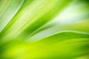 hermosa vista de la naturaleza de la hoja verde sobre un fondo verde borroso en el jardín. hojas verdes naturales plantas utilizadas como fondo de primavera portada vegetación medio ambiente ecología papel tapiz verde lima foto