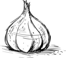 Garlic drawing, illustration, vector on white background.