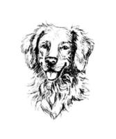 Realistic portrait of a fluffy merry golden retriever dog, looking full face, its tongue stuck out, breathing, smiling. Doodle line art for breeder business, for prints on paper, canvas, textile etc. vector