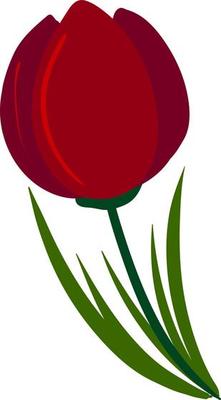 Tulip flat, illustration, vector on white background.
