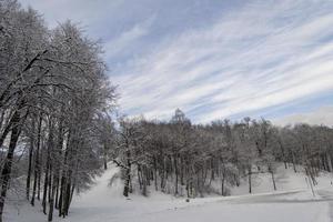 árboles en la nieve en una colina en un parque en invierno foto