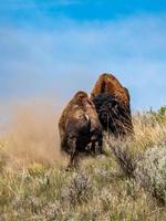 Bison Bulls Fight photo