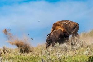 pelea de bisontes toros foto