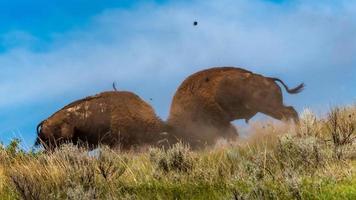 pelea de bisontes toros foto