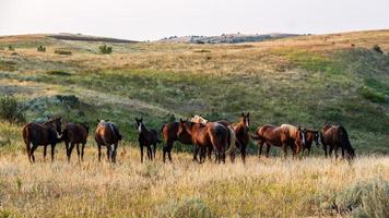 Herd of Wild Horses photo