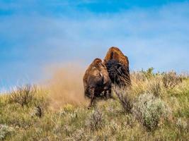 Bison Bulls Fight photo