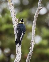 Acorn Woodpecker Perched in Tree photo