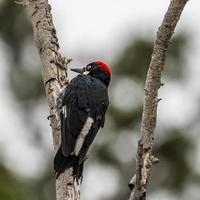 Acorn Woodpecker Perched in Tree photo