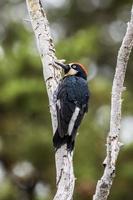 Acorn Woodpecker Perched in Tree photo