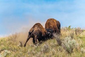 Bison Bulls Fight in Theodore Roosevelt National Park in California photo