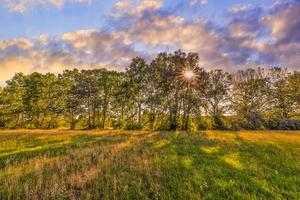 Abstract sunset field landscape of yellow flowers, closeup grass meadow warm golden hour sunset sunrise time. Tranquil spring summer nature forest background, colorful sunset sky. Idyllic nature photo