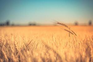 Sunset or sunrise on a rye field with golden ears and a dramatic cloudy sky. Agricultural wheat field under blue sky. Rich harvest theme. Rural autumn landscape with ripe golden wheat. photo