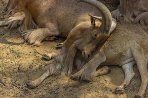 hermoso retrato de cabra montés alpino macho capra ibex. animal durmiente, retrato abstracto relajante de cabeza y cuernos de cabra montés, safari sudafricano, zoológico foto