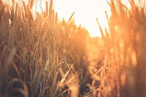 campo de trigo. espigas de primer plano de trigo dorado. paisaje rural bajo la brillante luz del sol, pacífico paisaje otoñal de campo de trigo. hermosas espigas orgánicas maduras de trigo durante la cosecha contra el cielo azul.